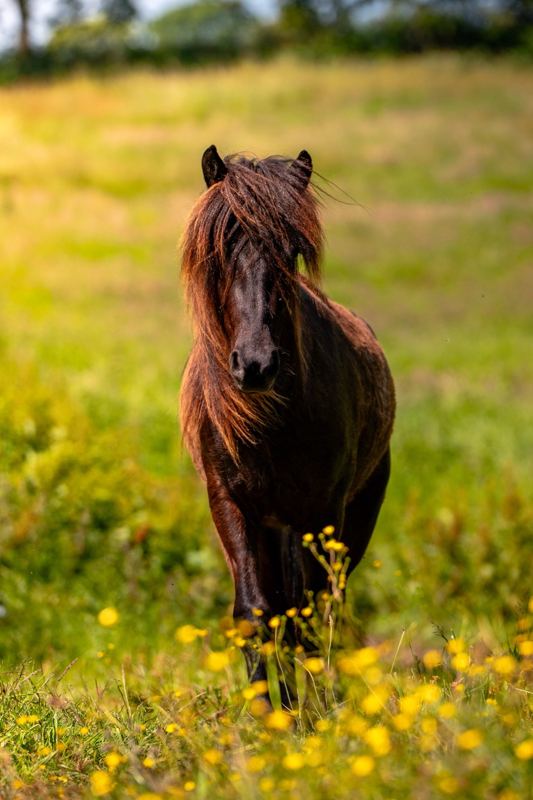Islandpferd auf der Blumenwiese